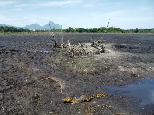 A Iguá Saneamento, responsável pelo esgoto da região, tem sido criticada por falhas na gestão hídrica e falta de medidas efetivas para a preservação ambiental, o que gerou insatisfação entre ambientalistas e moradores. Especialistas apontam que ações paliativas são insuficientes para resolver o problema, sugerindo que a concessionária priorize medidas que garantam a sustentabilidade do ecossistema local.